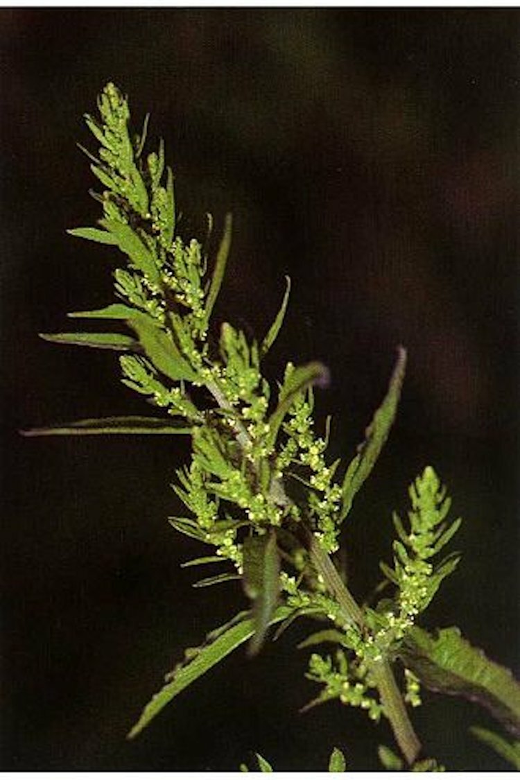 -*300 Epazote Seeds Mastruz Chenopodium Ambrosioides Mexican Herb Non-GMO Herb