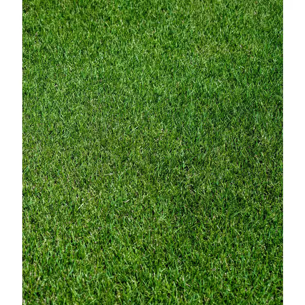 3 Lbs. Perennial Ryegrass Lawn Seed