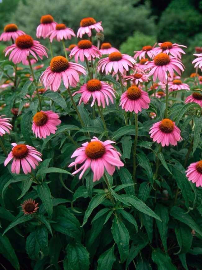 Echinacea purpurea MAGNUS PURPLE CONEFLOWER Seeds!
