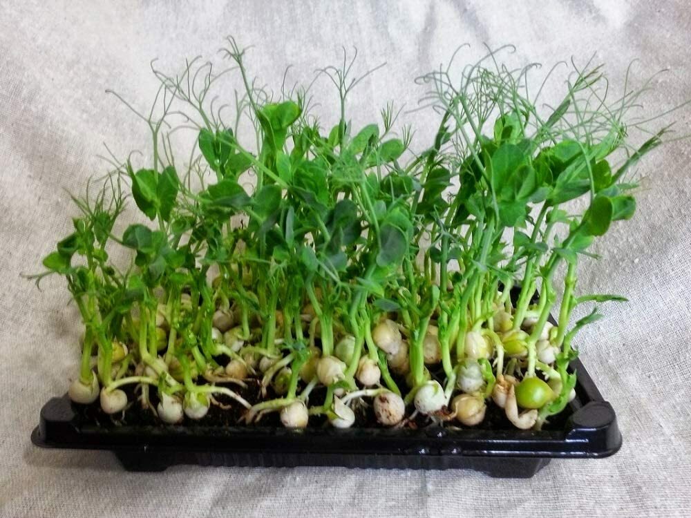 Green Pea Seeds for Sprouting Microgreens, “COOL BEANS n SPROUTS” Brand