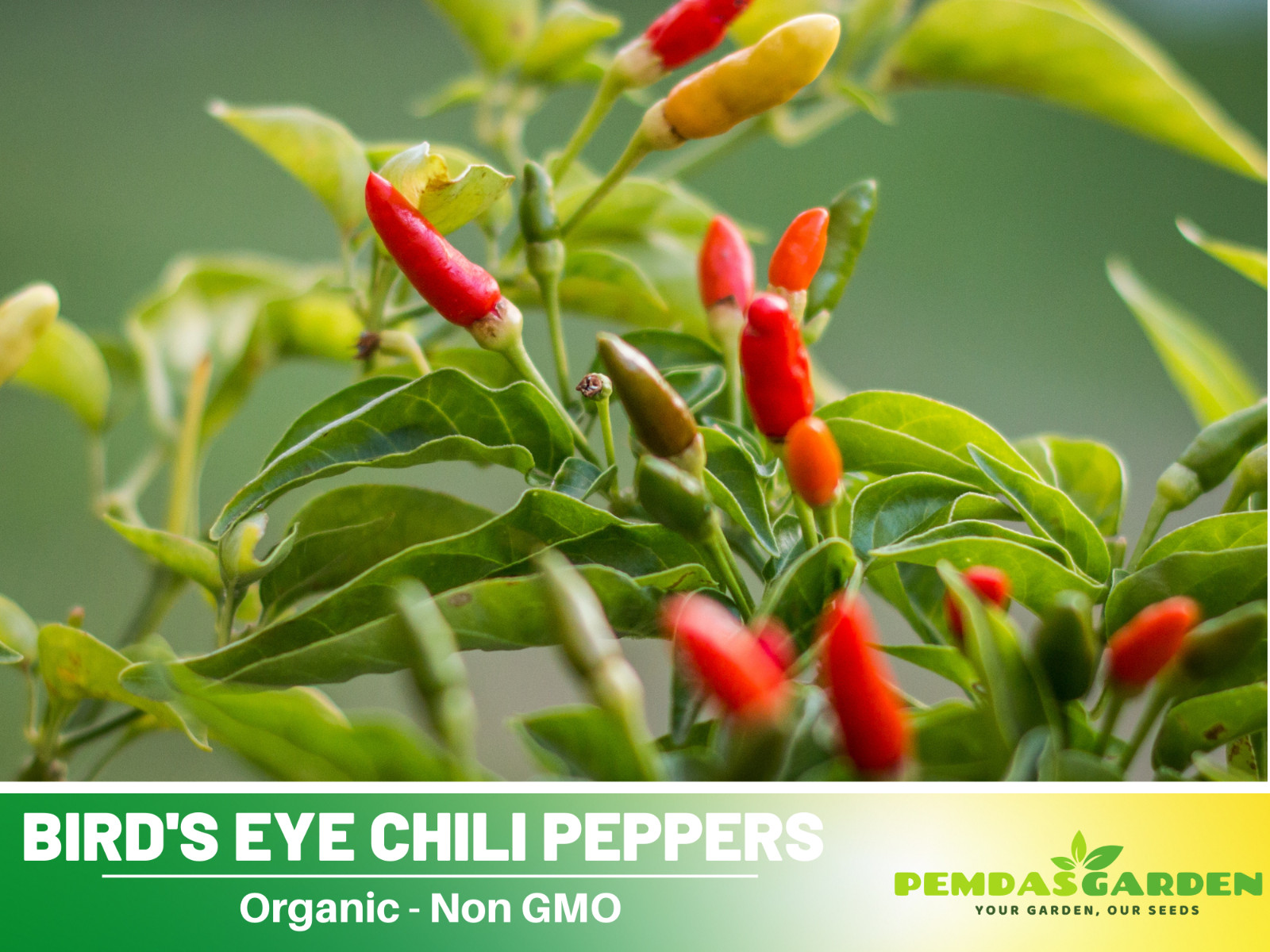 35 Seeds| Bird’s Eye Chili Peppers (Thai) Seeds#6039