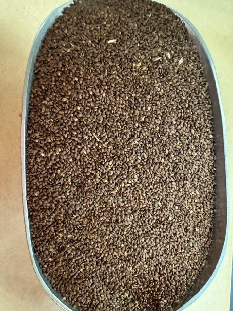 Centipede Grass Seed – Raw 10 LB FREE SHIPPING – WE SHIP FAST