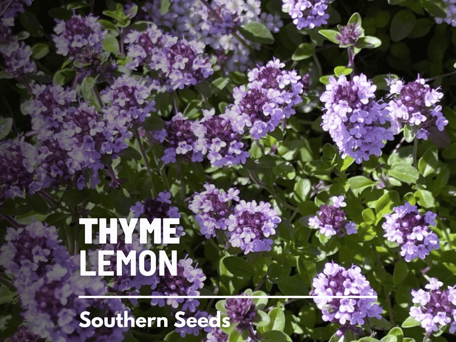 Thyme, Lemon seeds – Heirloom Herb (Thymus pulegioides) – Aromatic and Flavorful