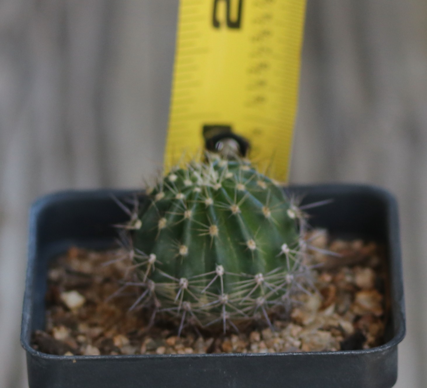 Echinopsis hybrid ‘Burgund’