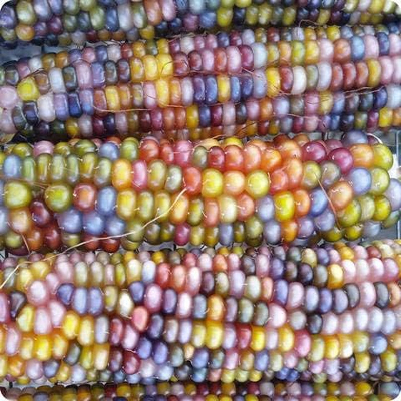 100 Glass Gem Corn Seeds Non-Gmo Popcorn Delicious Jewel-Toned Glass-Like Kernel