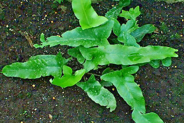 HARDY TONGUE FERN 1001 SPORES (SEEDS) COLD HARDY ASPLENIUM SCOLOPENDRIUM