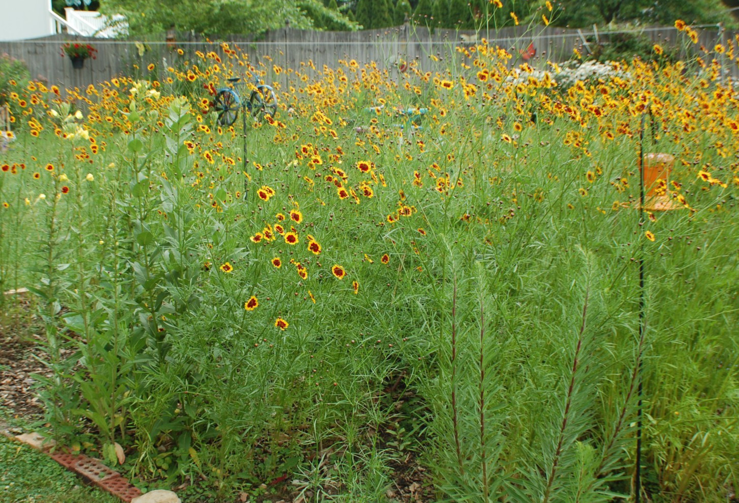 1 gram+ Coreopsis tinctoria Seeds/Tall Plains Coreopsis/Central US Native Plant