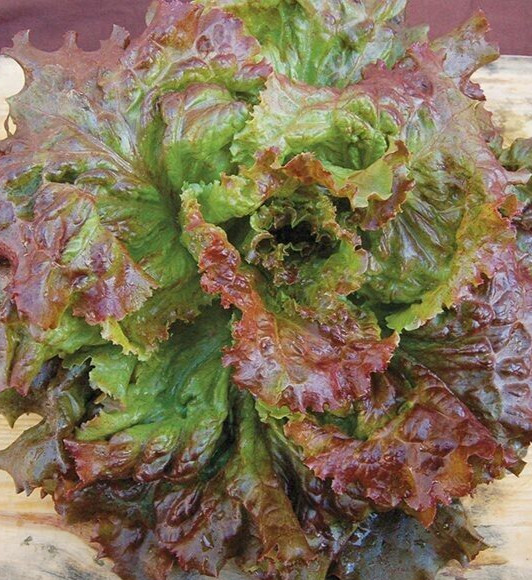 1 Gram Fresh | NON-GMO | Red Sails Loose-Leaf Premium Lettuce Seeds-B 42
