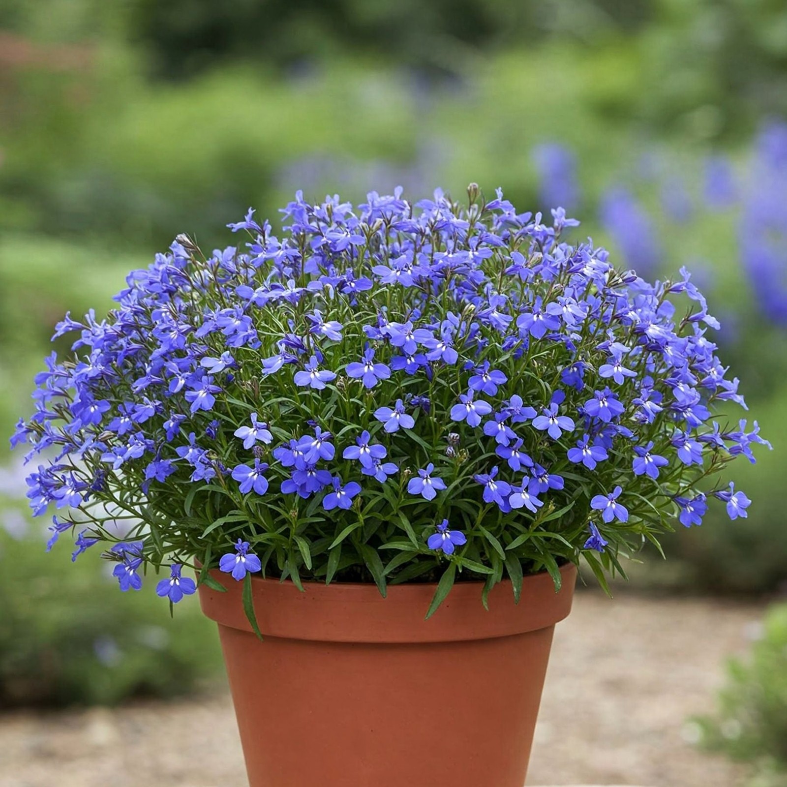 Mr. Fothergill’s Lobelia Blue Seed Oh Sow Simple, Easy to Grow