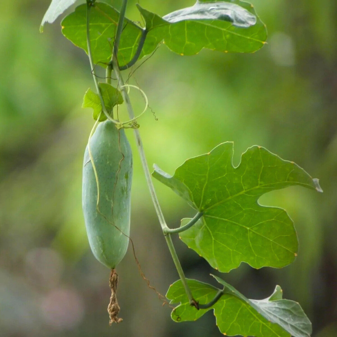 Fresh Ivy Gourd 10 Seeds | Pak Tum Lung | Heirloom Non-GMO | Asian Vegetable