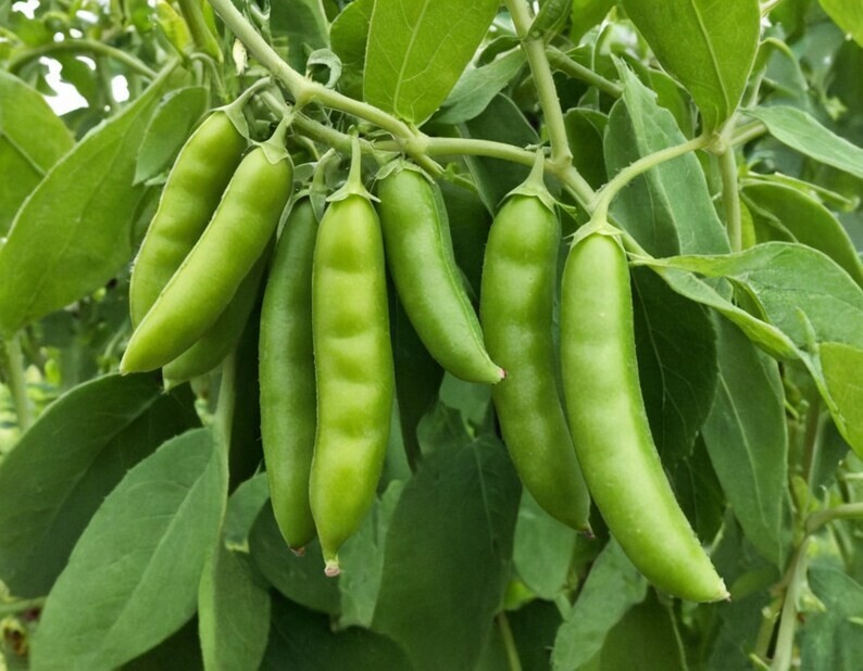 50+ Sugar Ann Snap Pea Seeds Heirloom, NON-GMO, FREE SHIPPING #31