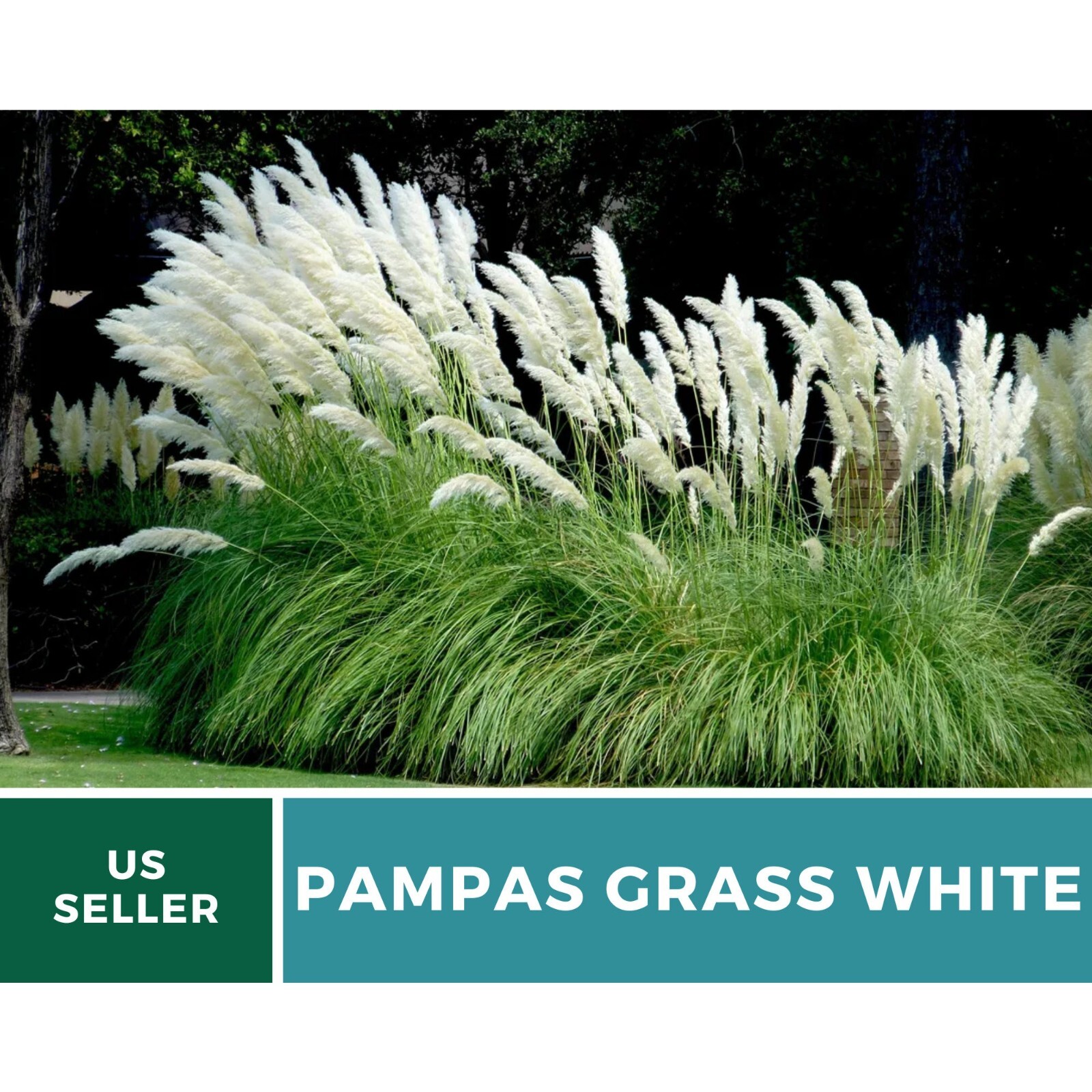 Pampas Grass, White – 100 Seeds – Heirloom Ornamental Grass – Elegant and Airy