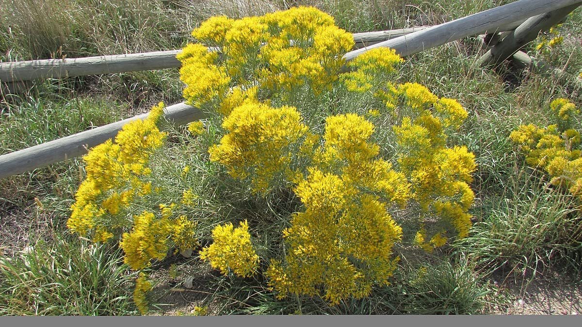 100 Rubber Rabbit Brush Seeds for Planting – Hardy Perennial