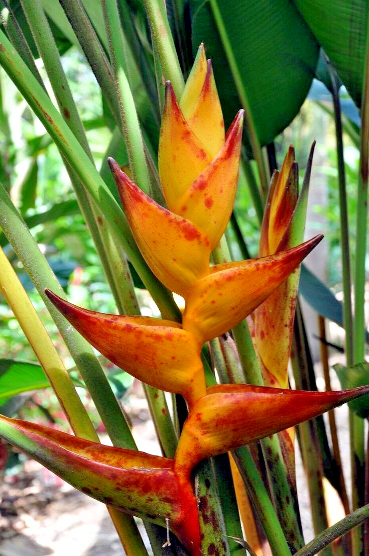 10 SPLASH (Heliconia champneiana) SEEDS Lobster Claw Flower Banana Like Rare