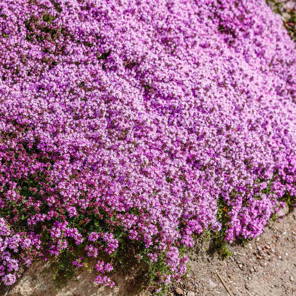 Creeping Thyme WILD Groundcover Perennial Purple Fragrant Bees Non-GMO 500 Seeds