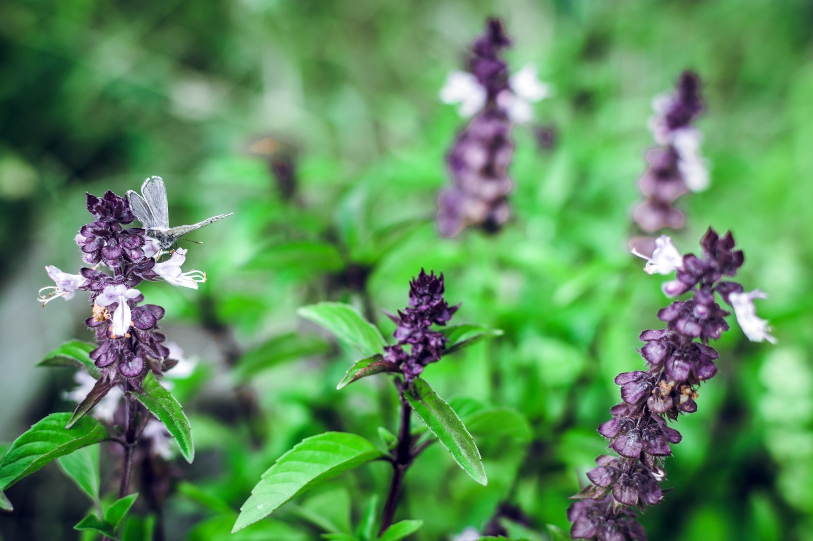 Thai Basil Seeds for Planting – Heirloom Non GMO Open-Pollinated Fresh Herb Seed