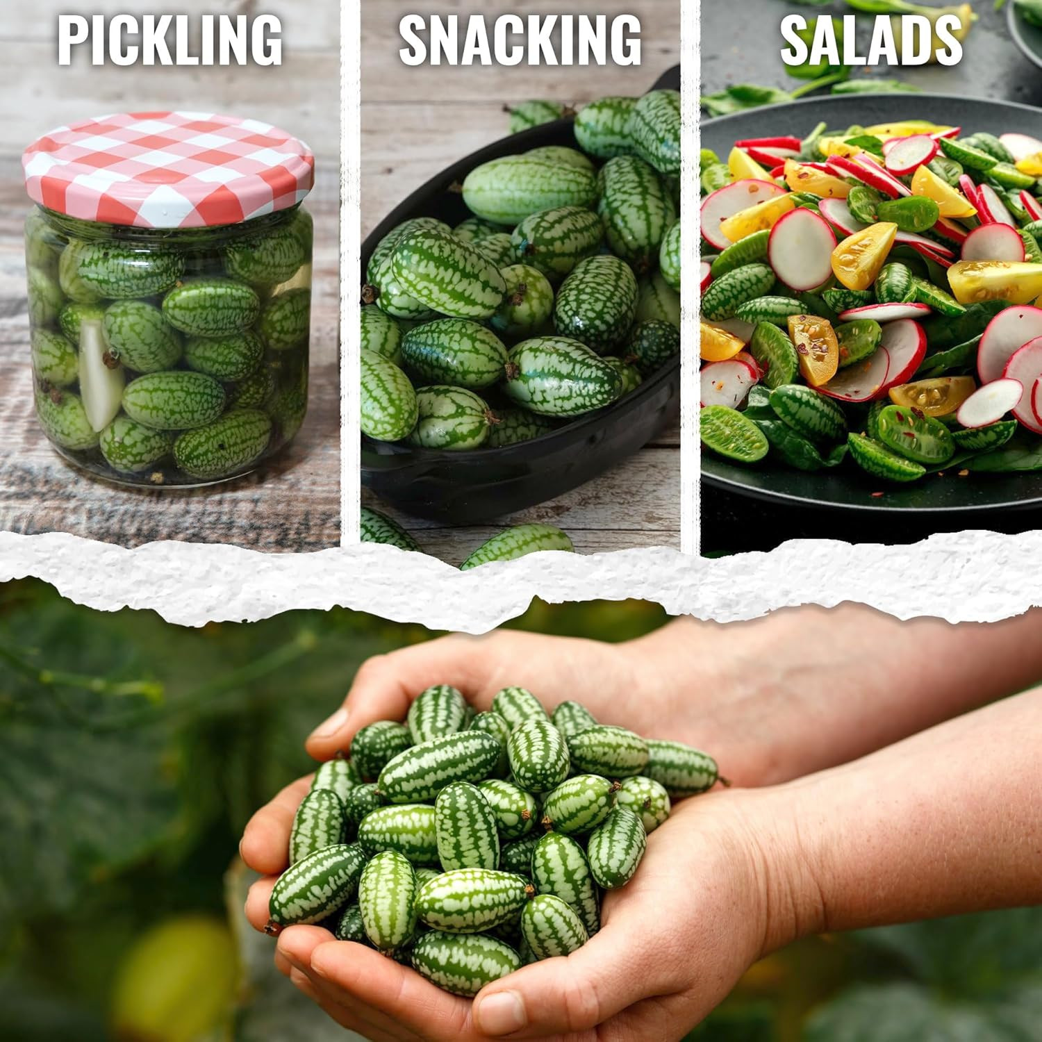 Seed Needs Cucamelon Seeds for Planting Mexican Sour Gherkin Miniature Mouse Mel