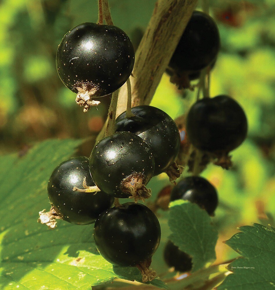 Swedish Black Currant Rooted , 1 rooted plant 8-12″ tall, 1 year old