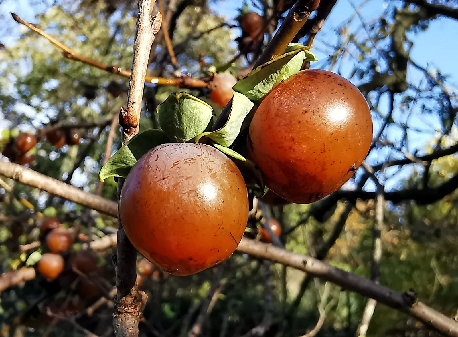 10 DATE PLUM FRUIT TREE SEEDS (Diospyros Lotus) “MEDITERRANEAN PERSIMMON” PLANT