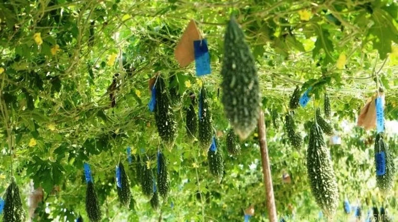 Fresh Harvest Bitter Melon Seeds | Non-GMO Karela
