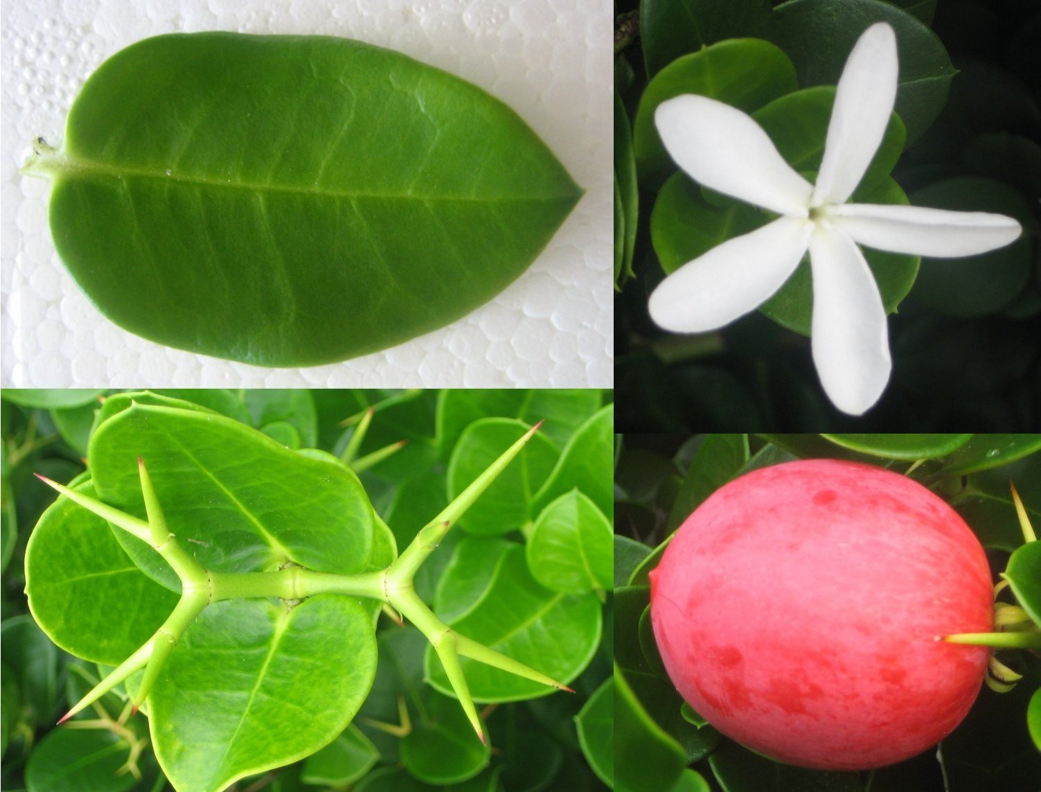 Natal Plum, Carissa macrocarpa, (Carissa grandiflora), Shrub Seeds