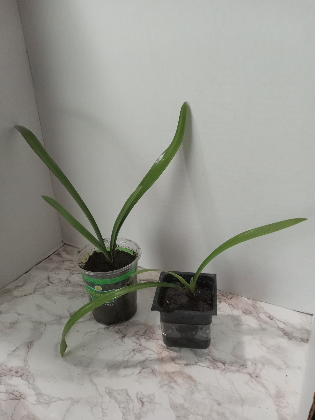1 Orange Amaryllis Bulb – Live Plant. Well Rooted Potted Plant.