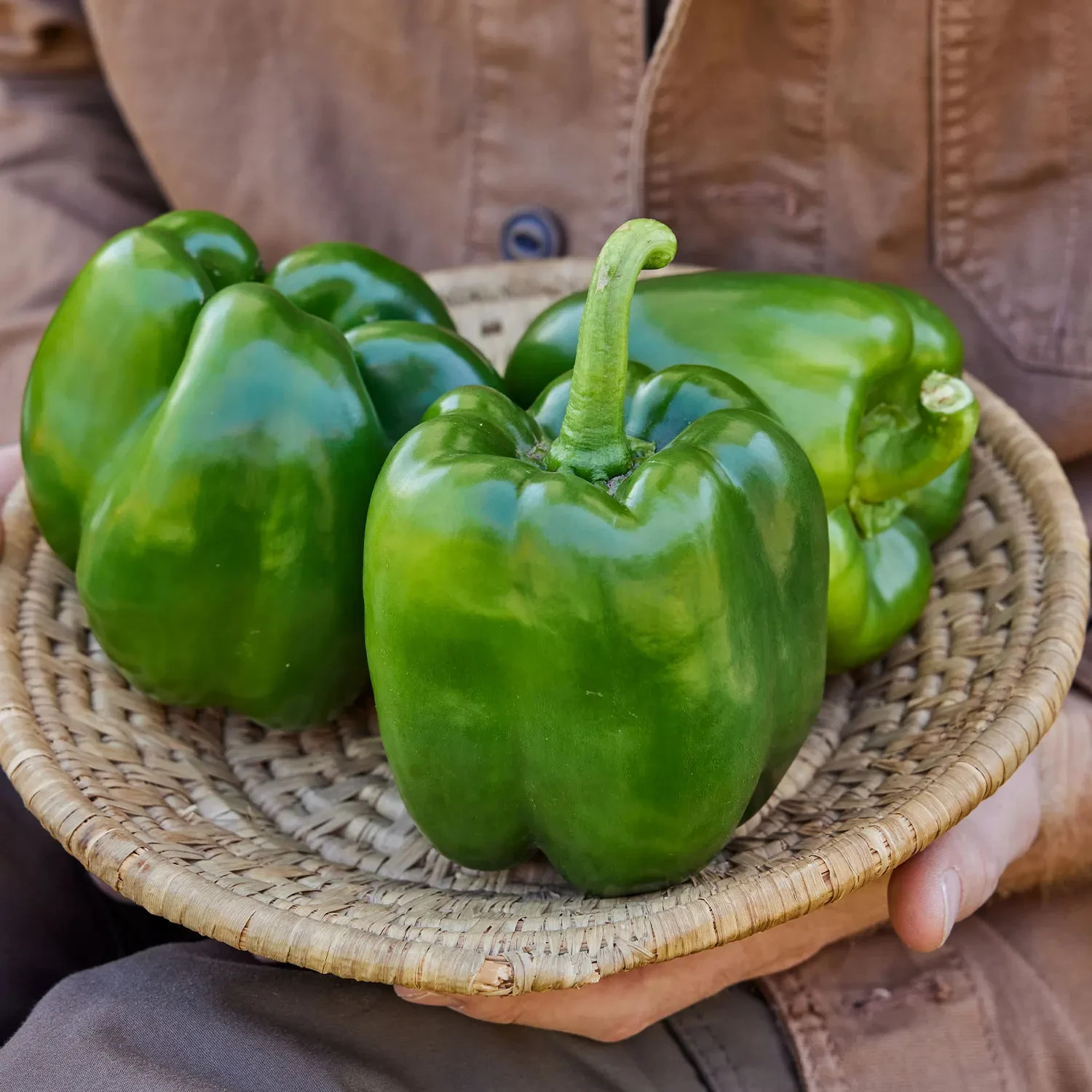 25 EMERALD GIANT SWEET BELL PEPPER SEEDS ~ heirloomseedguy ~ 2026 ~ NON-GMO