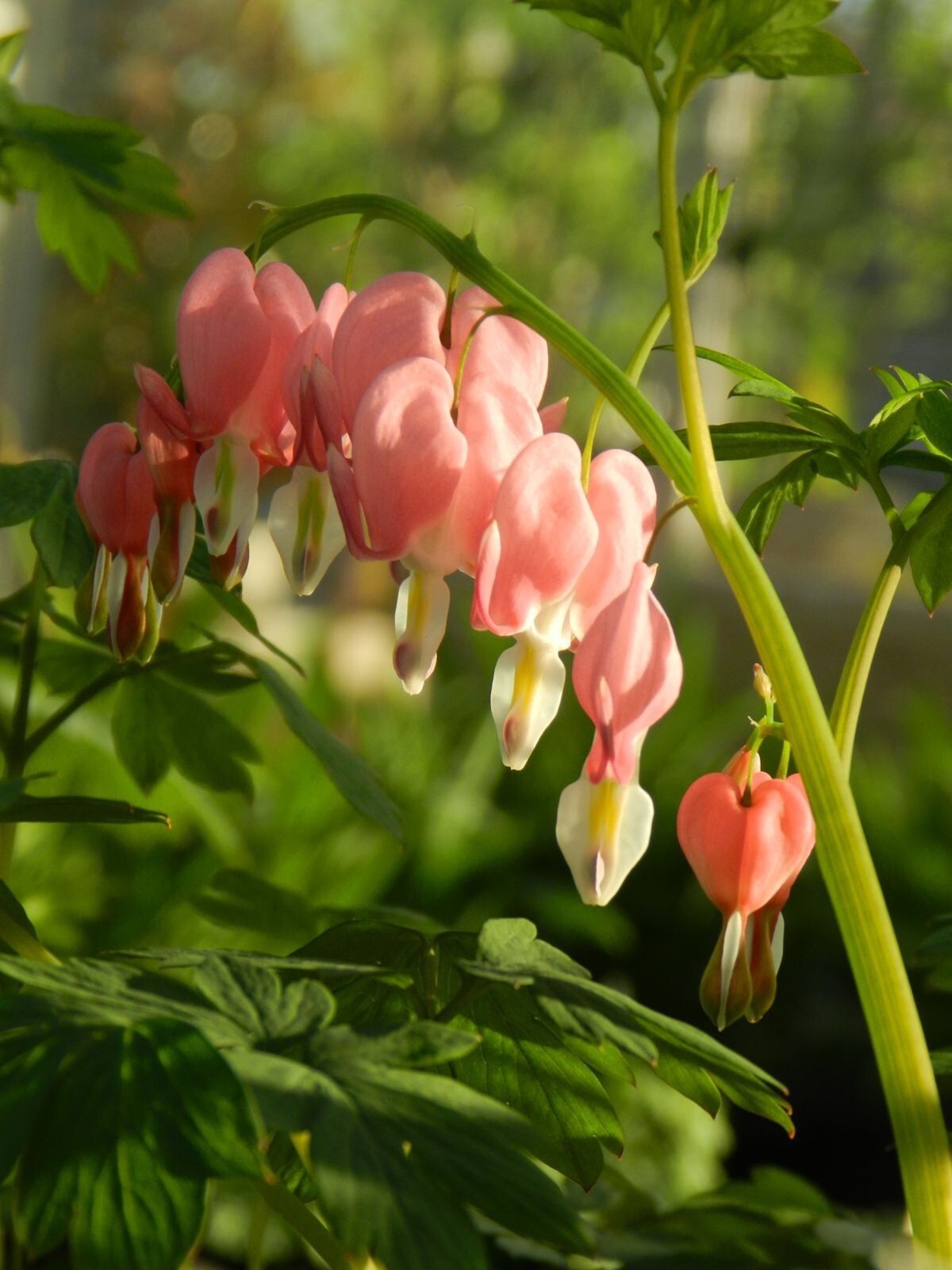 25 Peach Bleeding Heart Seeds Dicentra Spectabilis Flowers Seed Flower US SELLER