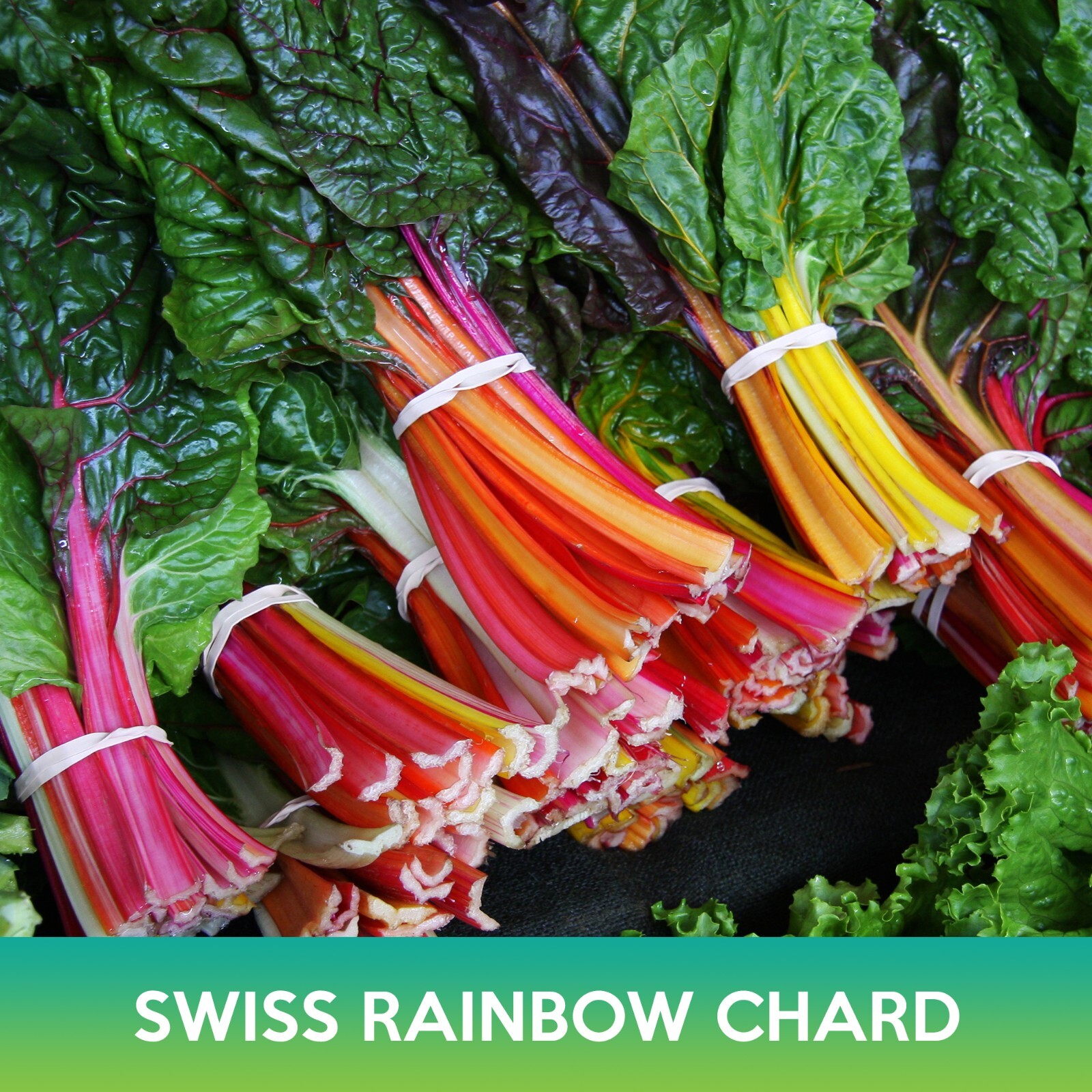 Swiss Rainbow Chard Seeds, Beta vulgaris cicla