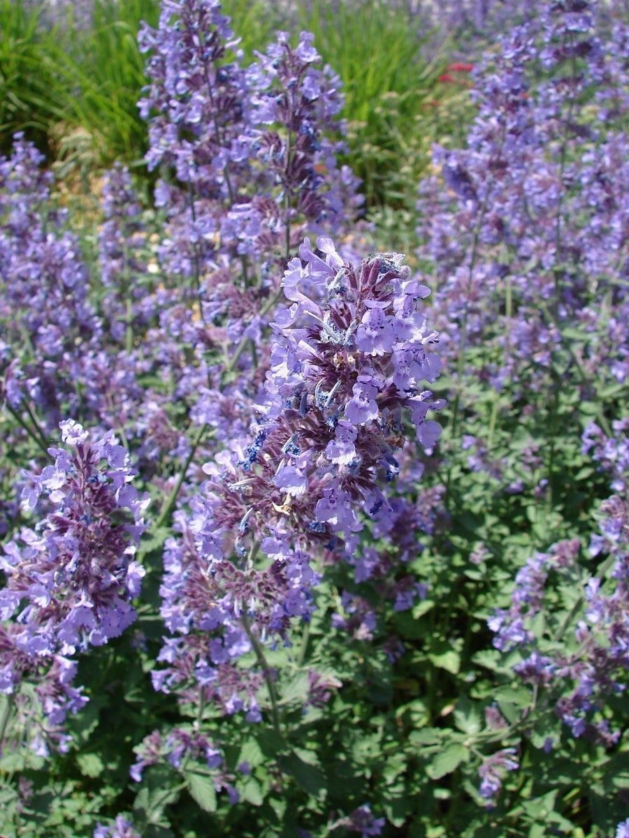 Catnip Seeds Nepeta Cataria Puurfect Garden Treat 4 Your Cat 1000 to 5000 SEEDS