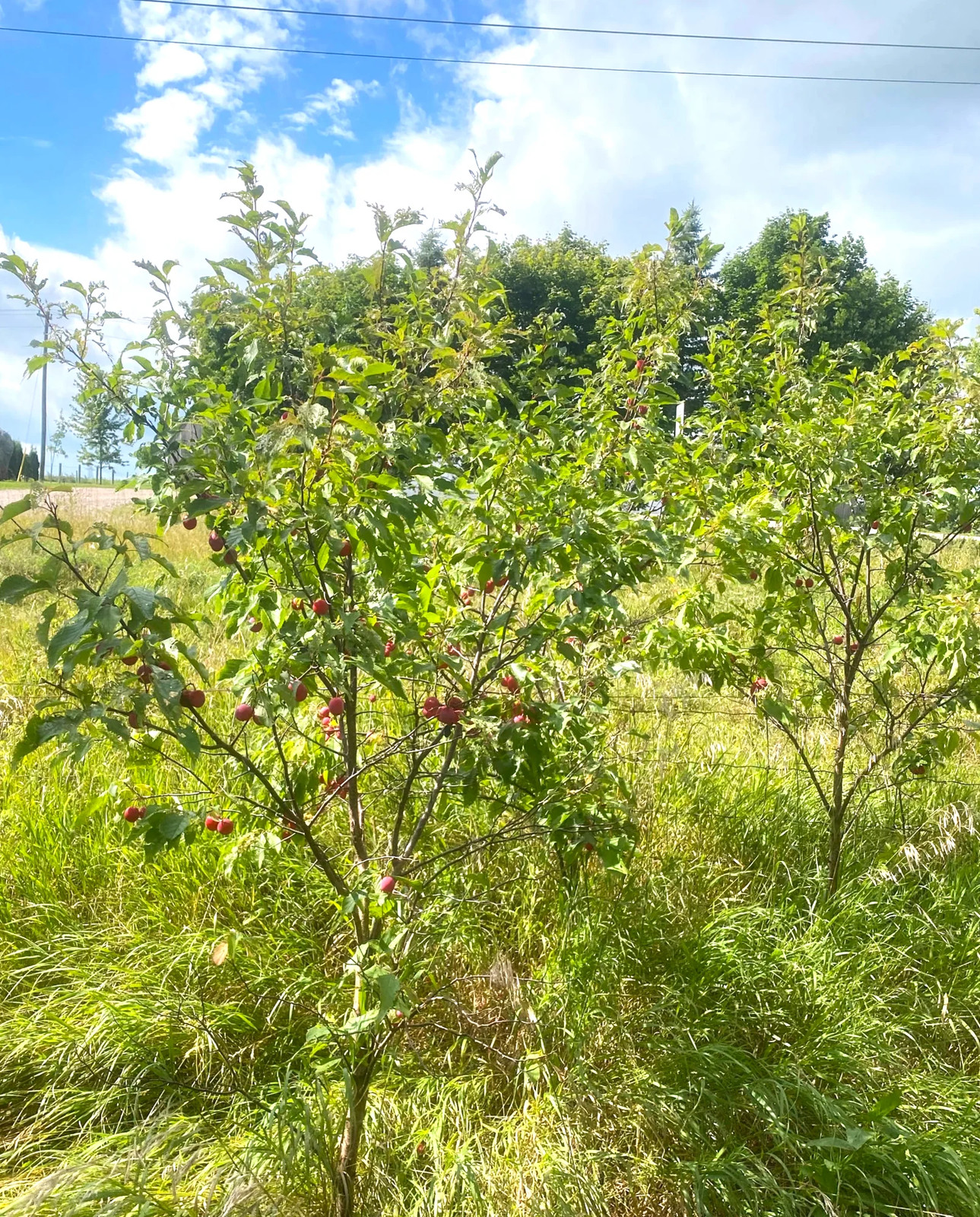American Plum Tree Seeds – For 2026 Planting Prunus Americana Wild Plums Red