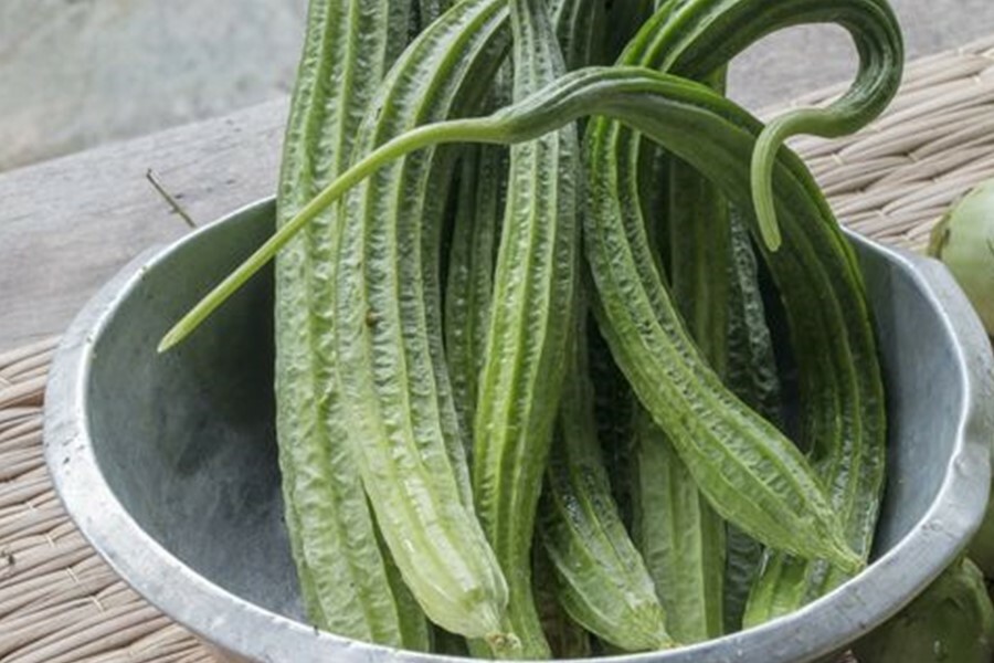 Luffa Long Gourd Seed HEIRLOOM-NON-GMO, 20 Fresh Seeds for Your Garden