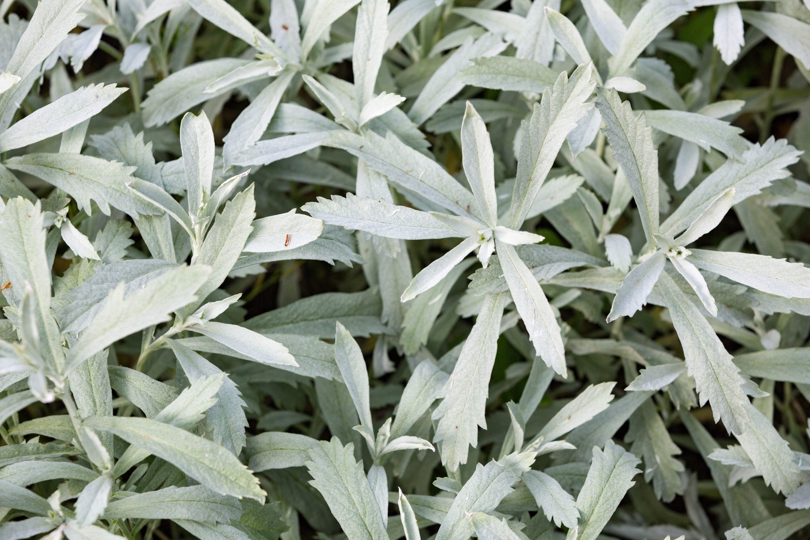 200 PRAIRIE SAGE Wormwood Fringed Sagebrush Sagewort Artemisia Ludovician Seeds