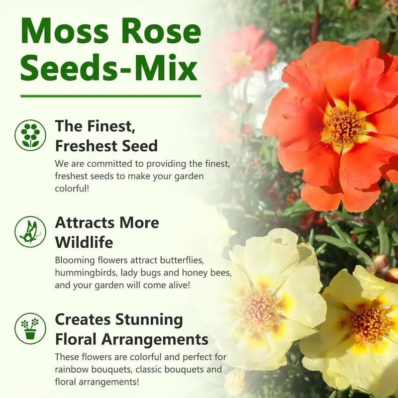 20,000+ Moss Rose Seeds (Portulaca Grandiflora) – Mixed Color Perennial Ground C