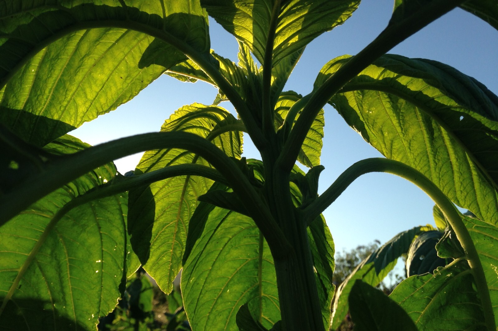 Amaranth Seeds ORANGE CHINESE GIANT – HUGE PLANTS, ORGANIC, GROWS TALL, NON-GMO