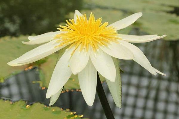 Nymphaea ampla | Dotleaf Waterlily | White Lotus | White Water Lily | 10 Seeds