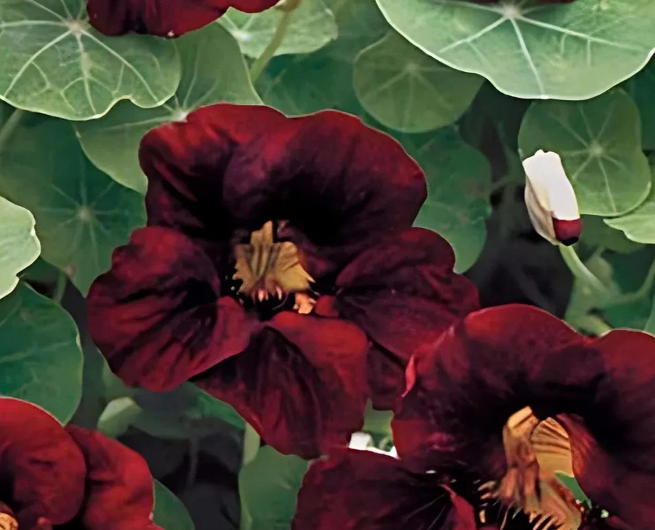 Nasturtium BLACK VELVET Heirloom Edible Beneficial Flowers USA Non-GMO 25 Seeds
