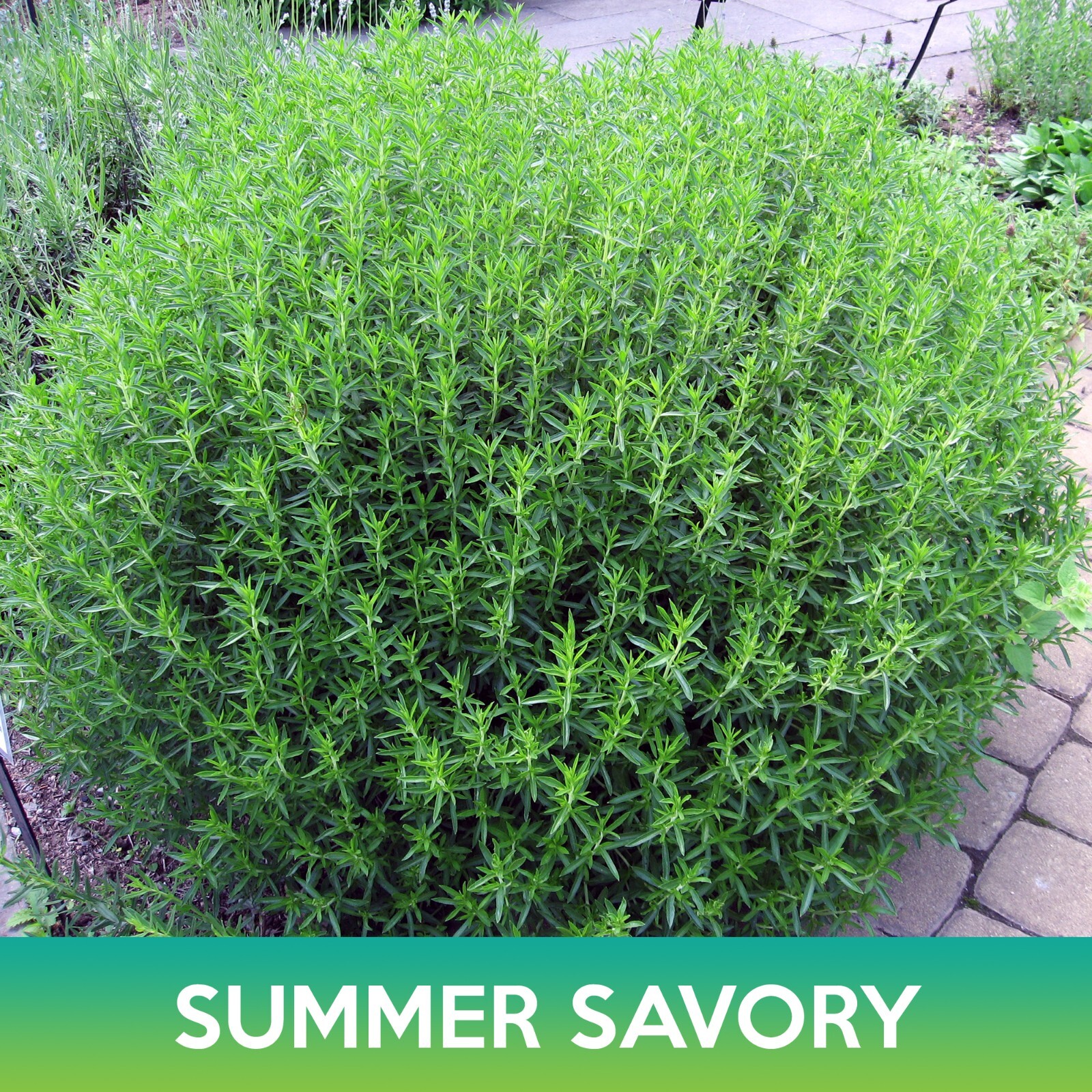 Summer Savory Seeds, Satureja hortensis
