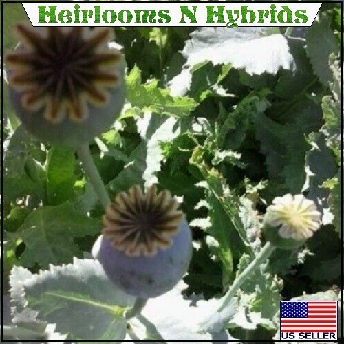 10,000 Stratified Turkish P Somniferum Organic Hashas Poppy Seeds For Planting