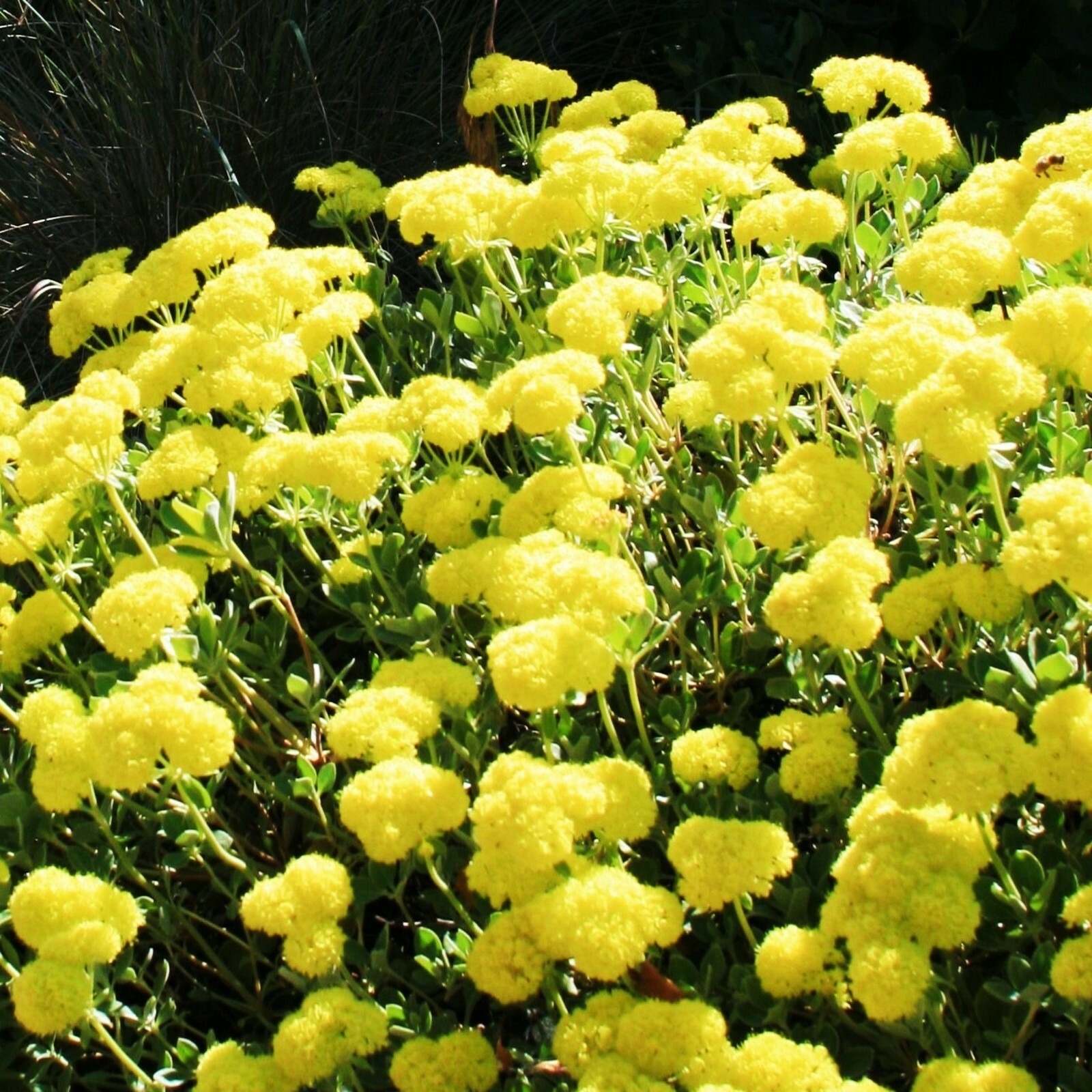 Sulphurflower BUCKWHEAT Flower Eriogonum umbellatum beautiful flower Yellow