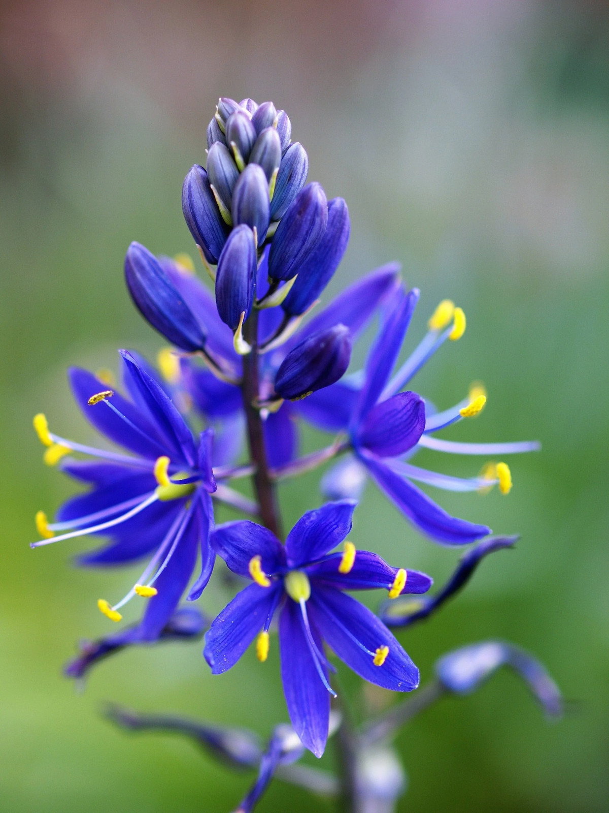 20 Blue LARGE CAMAS Camassia Leichtlinii Quamasia Great Camass Flower Seeds