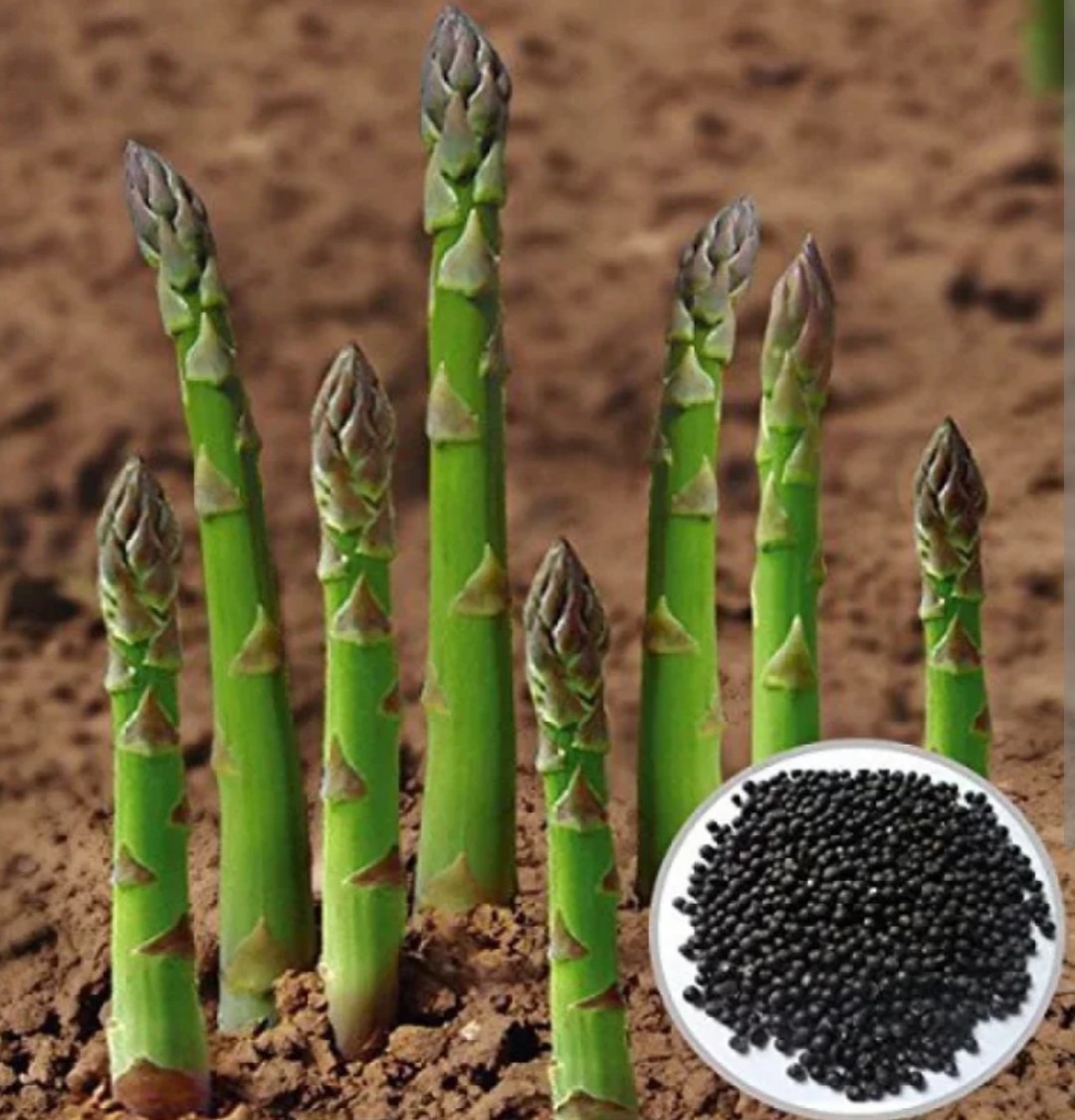 Asparagus Seeds–100 Count–Quality Embryos,Hand Processed,2025 Harvested, Fresh