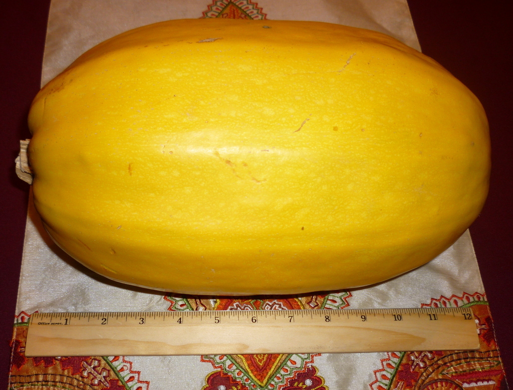 15+ RARE HUGE YELLOW SPAGHETTI SQUASH WINTER SQUASH SEEDS 3-8 LBS & 9-12″ ACROSS