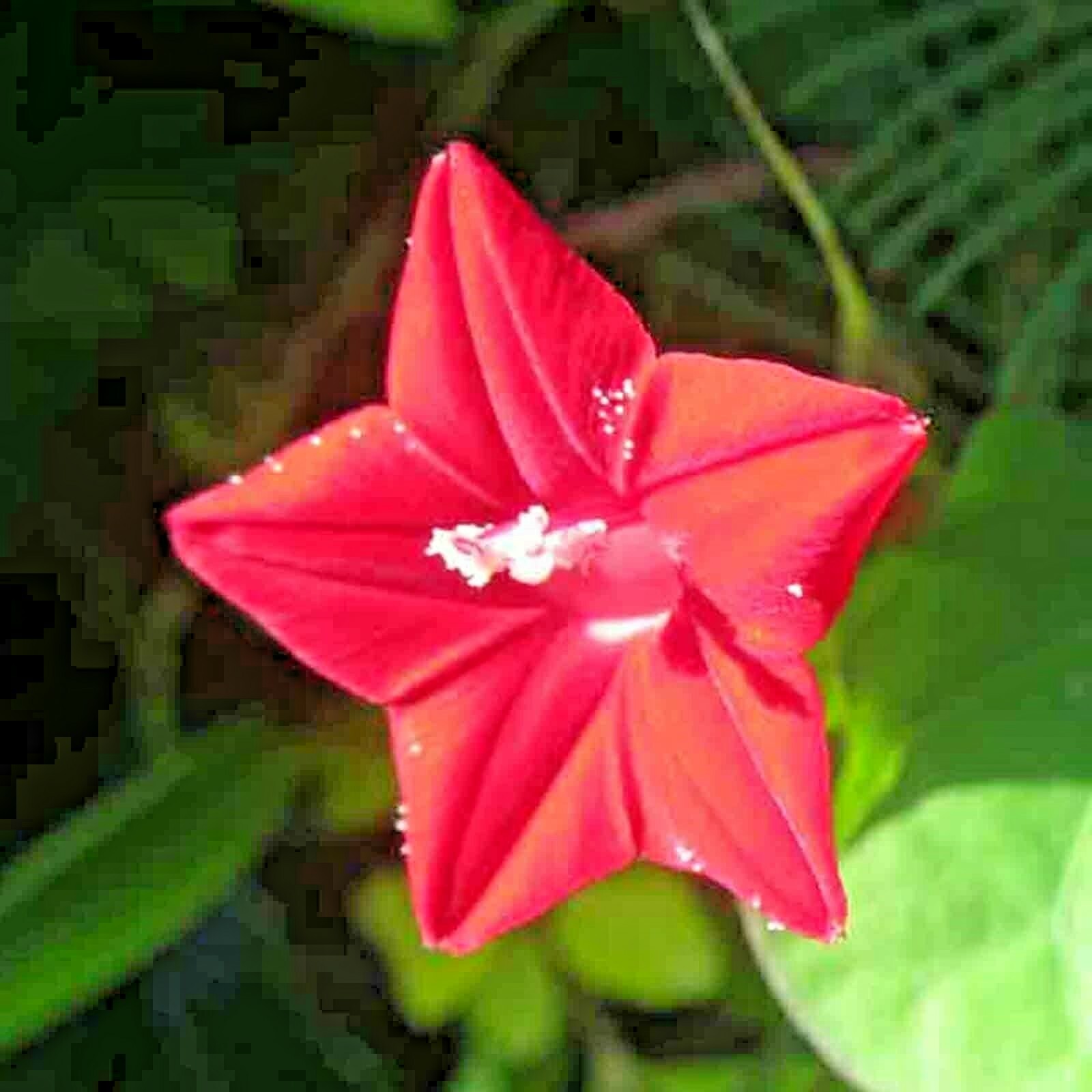 50+ CARDINAL CLIMBER SEEDS HUMMINGBIRD VINE RARE BEES FLOWER BLOOMS TRELLIS USA