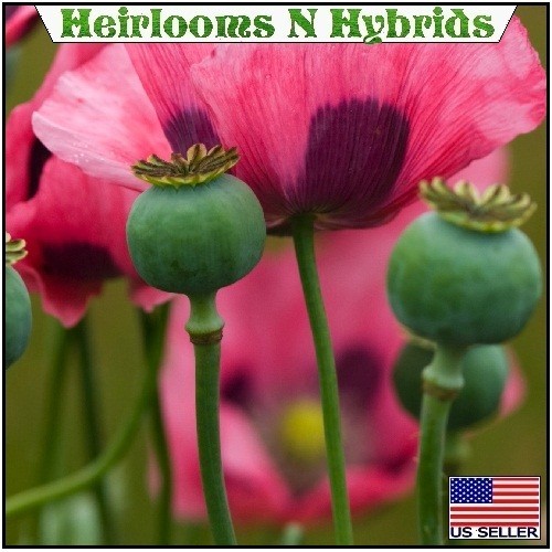 5,000 The Giant Rattler Poppy Seeds Stratified Giganteum Papavear Somniferum
