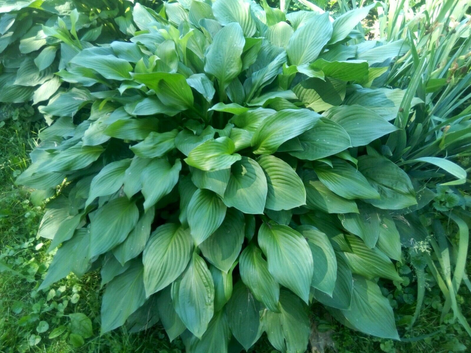 Flash Sale 3x Hosta Eyes Live Plant Green Plantain Lily, Purple Flower Bare Root