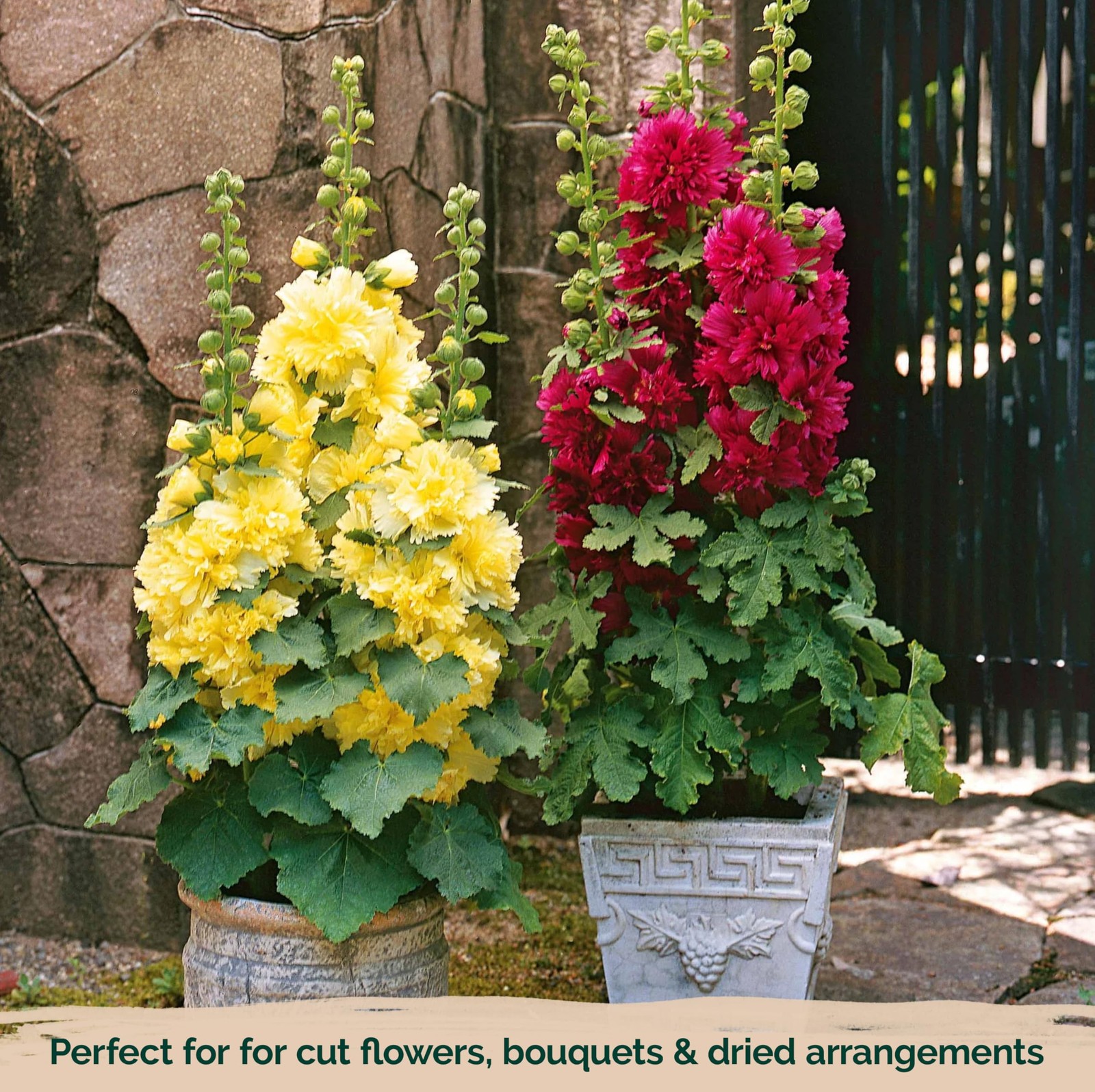 KVITER 300 Chaters Hollyhock Seeds for Planting (Alcea rosea), 2 Pack