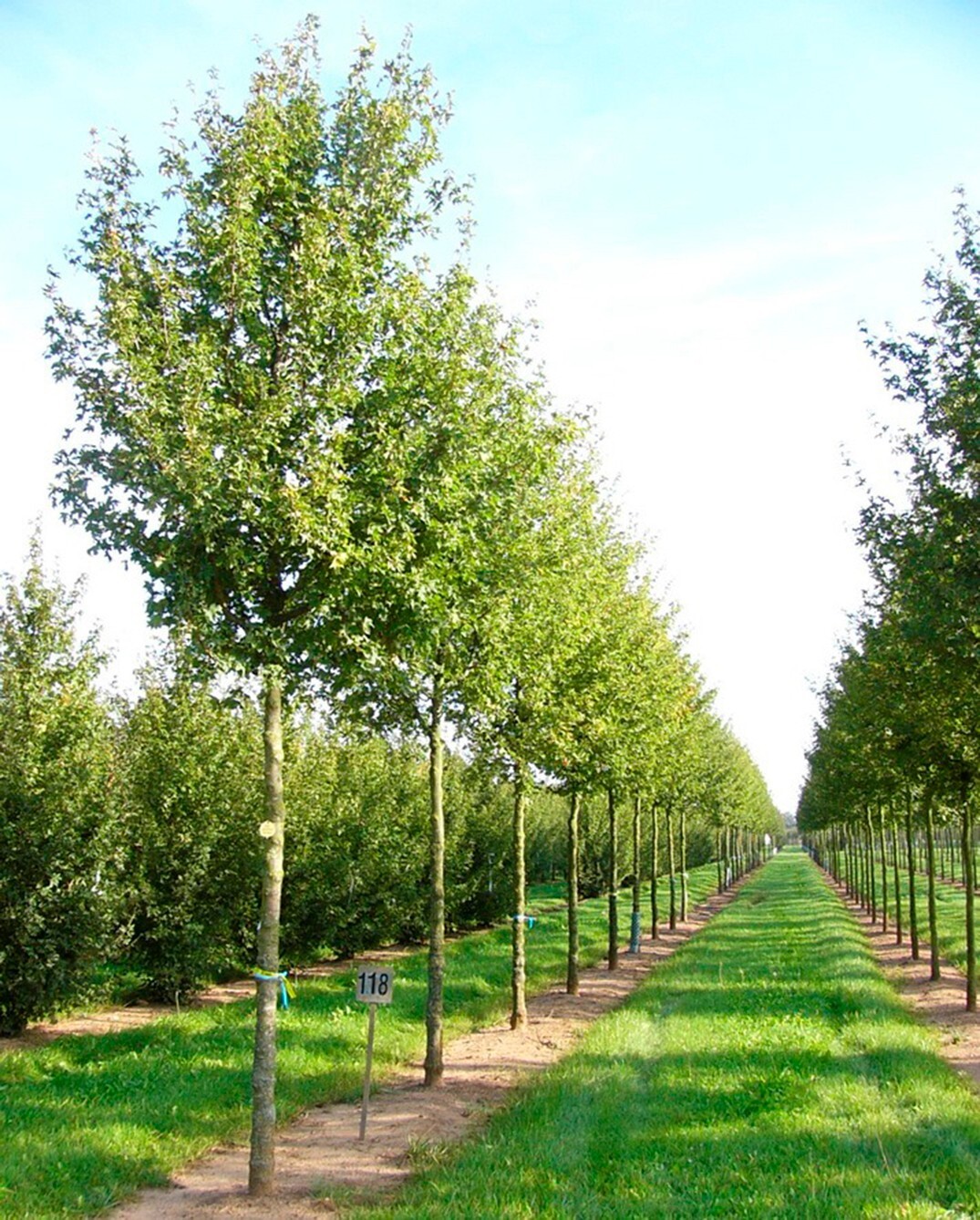 Field Maple Tree | Premium Seeds | Acer campestre ‘Fall’ | Plants’®