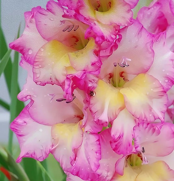 (5) “Red Flash Caladiums” Large Bulbs for Spectacular Blooms