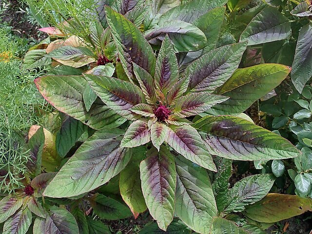 Amaranthus cruentus | Blood Amaranth | 100 Seeds